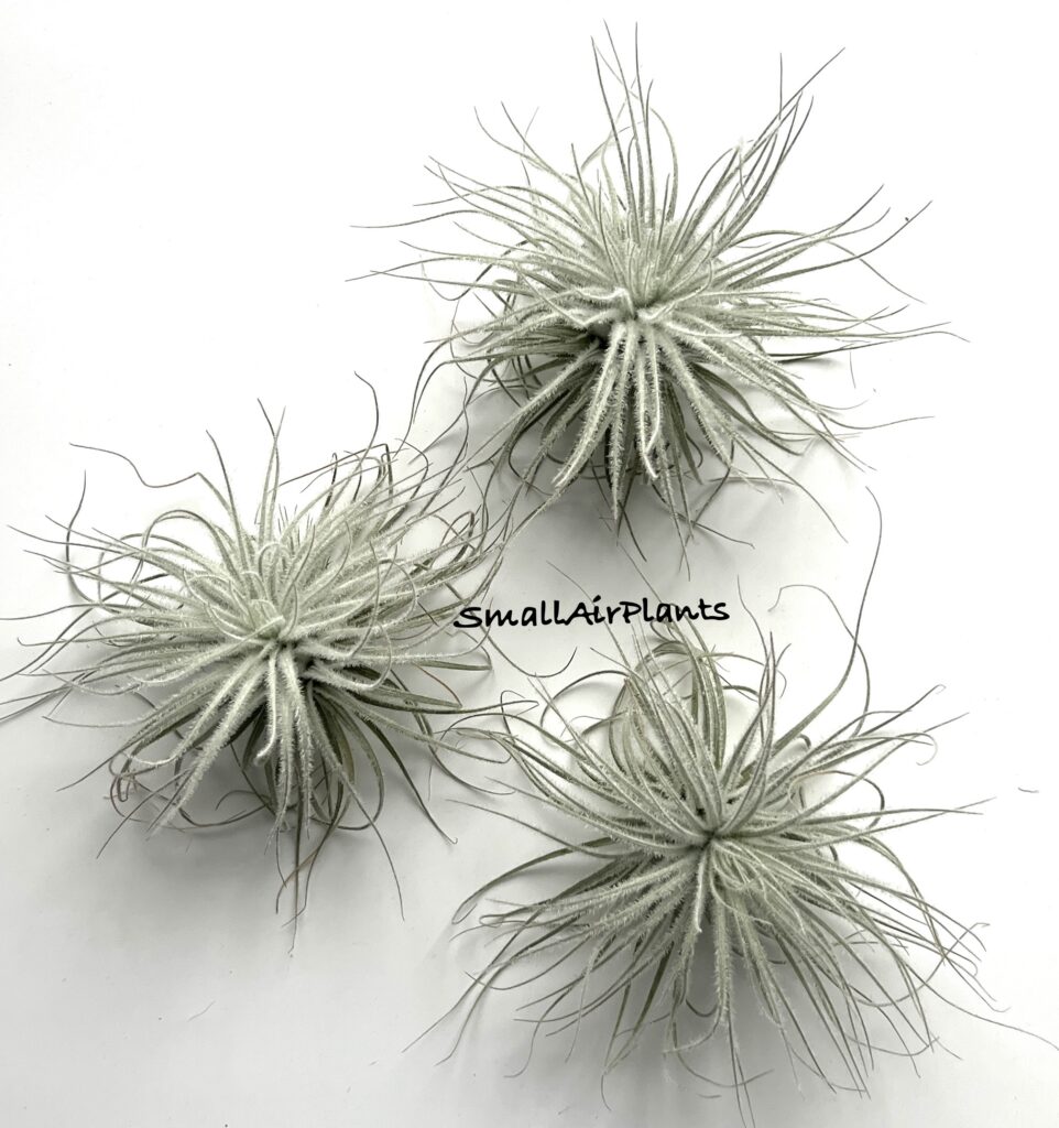 Купить «Tectorum Snow L» в интернет-магазине Smallairplants