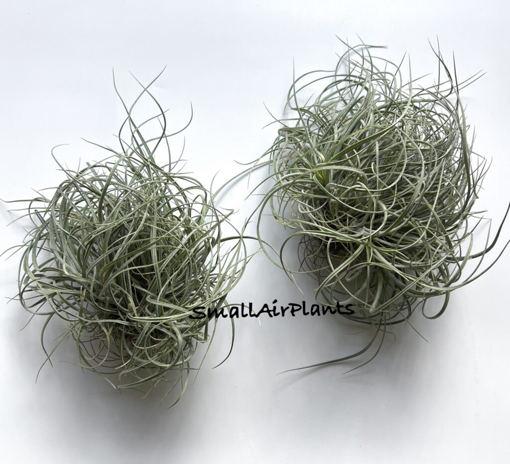 Купить «Rectifolia wieball» в интернет-магазине Smallairplants