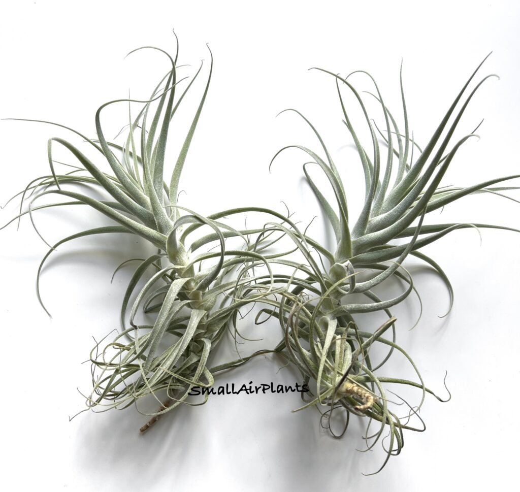 Купить «Purpurea L» в интернет-магазине Smallairplants