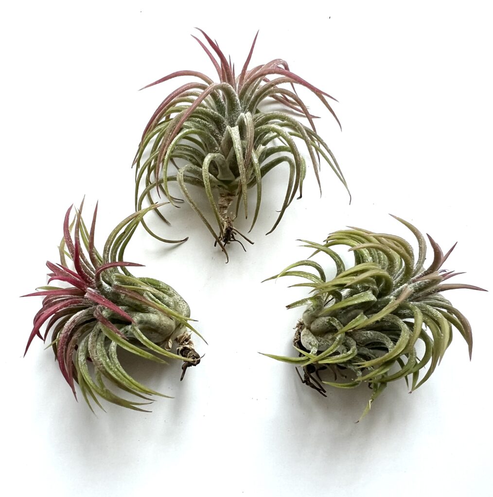Купить «Ionantha Huamelula S» в интернет-магазине Smallairplants