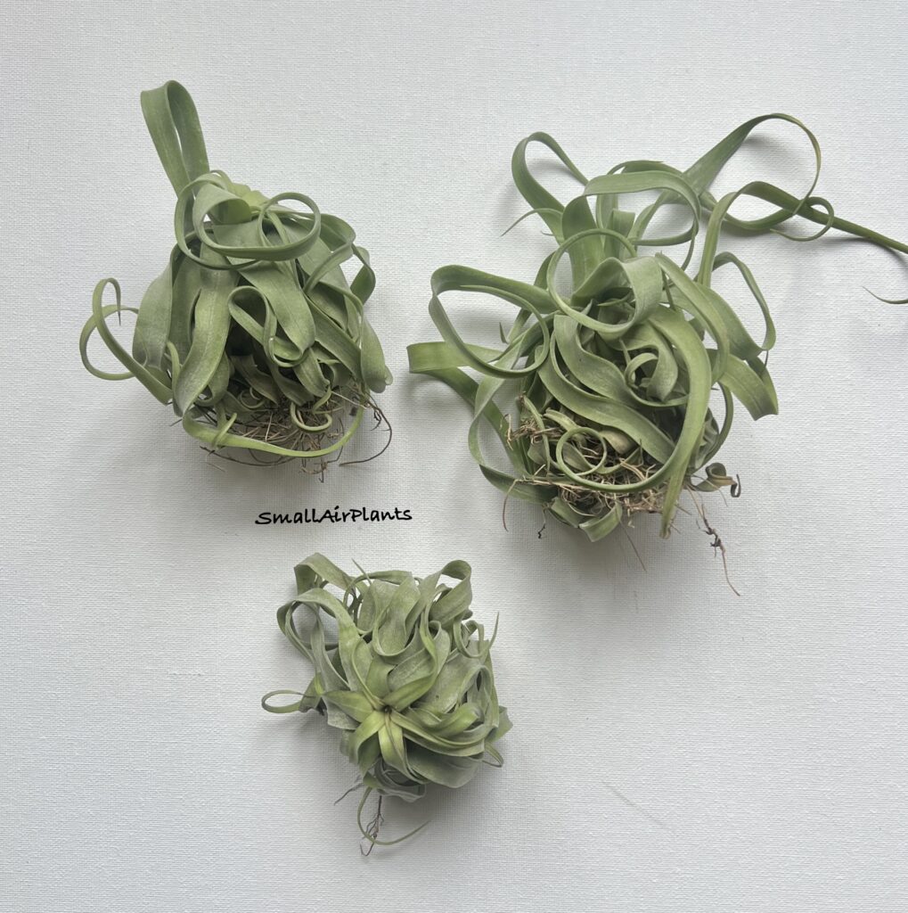 Купить «Streptophylla L» в интернет-магазине Smallairplants