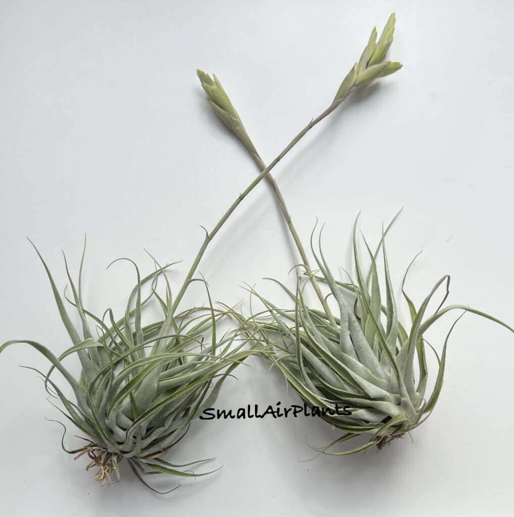 Купить «Cacticola L» в интернет-магазине Smallairplants