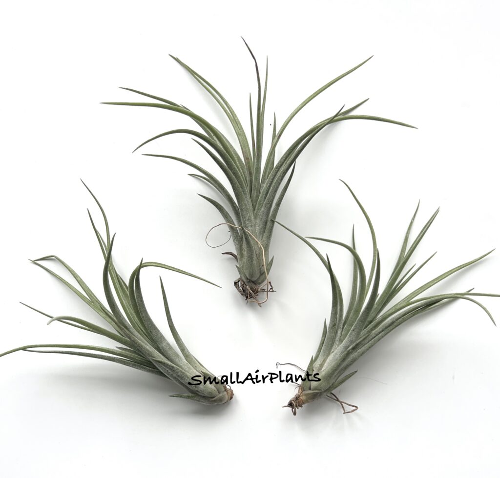 Купить «Ionantha x  Paucifolia» в интернет-магазине Smallairplants