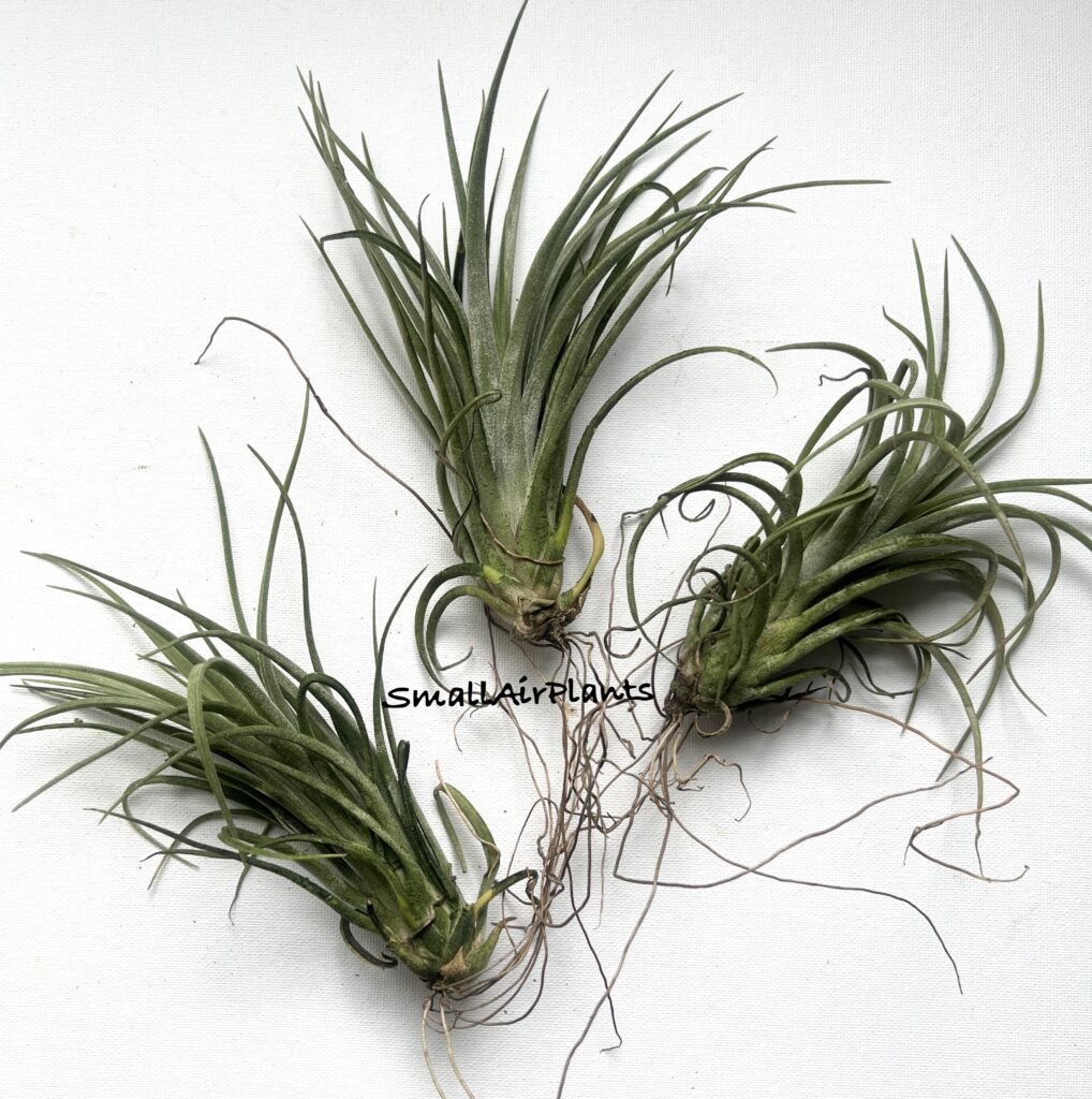 Купить «Ionantha x  Paucifolia» в интернет-магазине Smallairplants