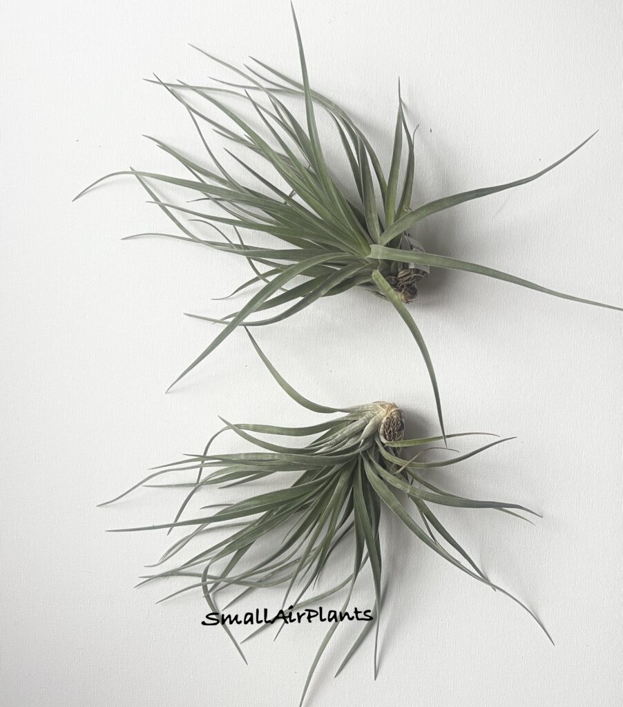 Купить «Plagiotropica L» в интернет-магазине Smallairplants