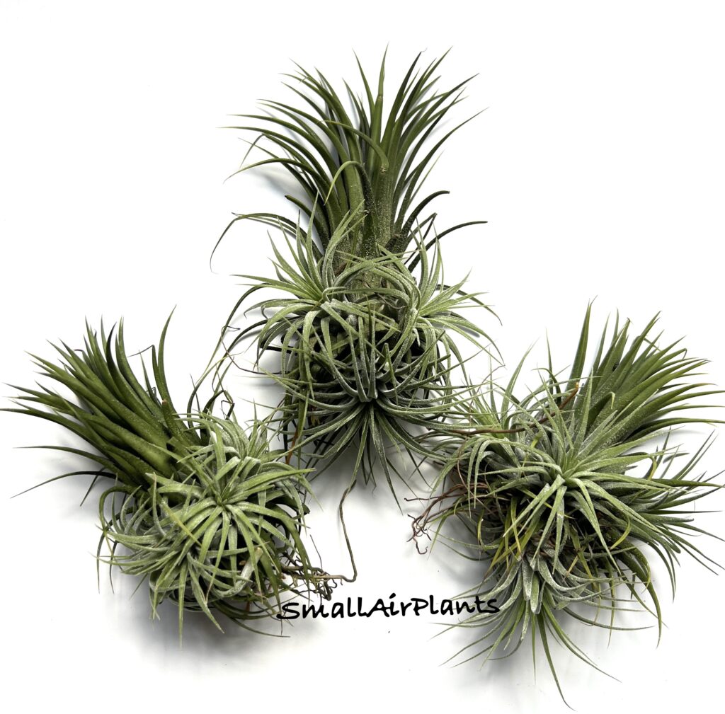 Купить «Ionantha Stricta Christmas L» в интернет-магазине Smallairplants