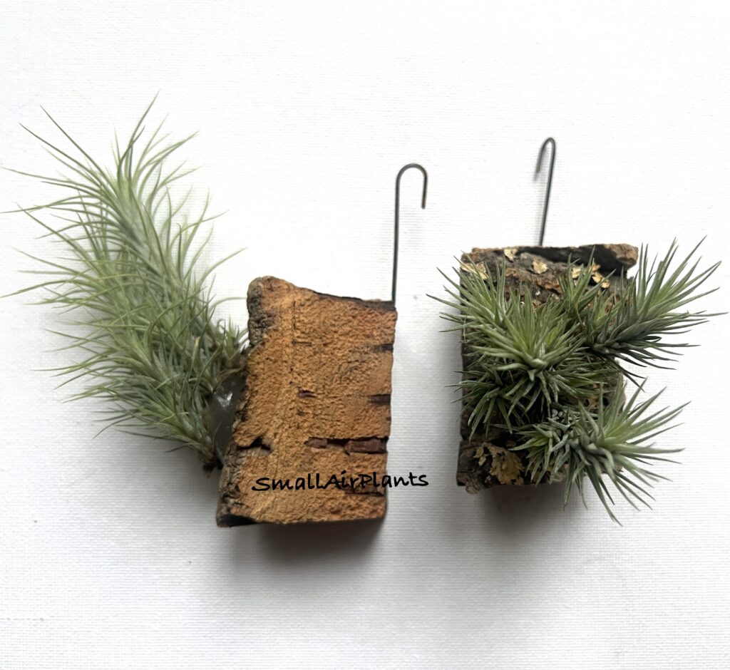 Купить «Funckiana  pulk cork» в интернет-магазине Smallairplants