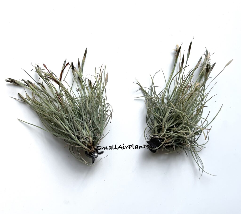 Купить «Bandensis & Crocata Pulk S» в интернет-магазине Smallairplants