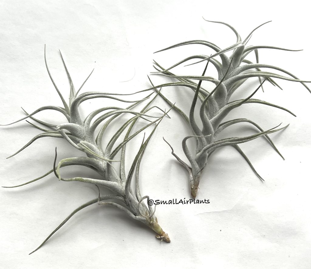 Купить «Mitlaensis v.tulensis» в интернет-магазине Smallairplants