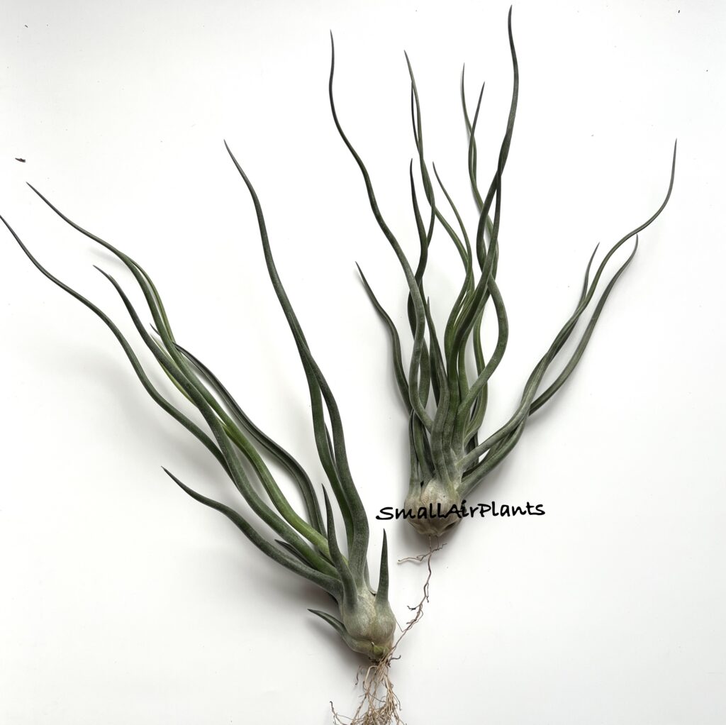 Купить «Showtime XL (T.Bulbosa x T.Streptophylla)» в интернет-магазине Smallairplants