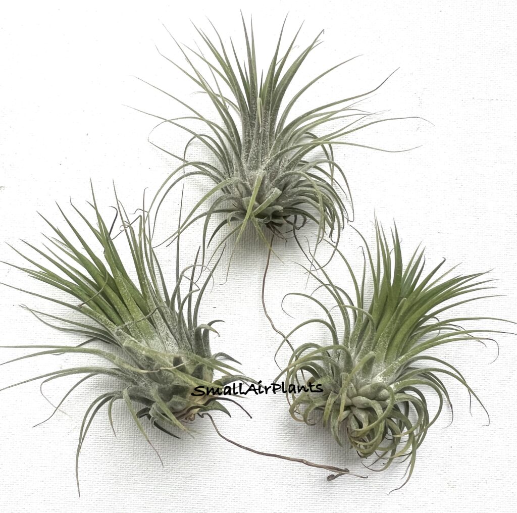 Купить «Ionantha Stricta Thai L» в интернет-магазине Smallairplants