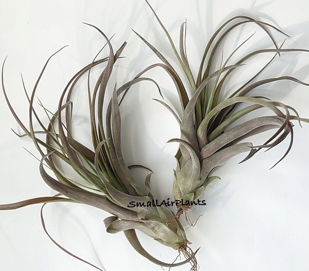 Купить «Love Knot L (capitata x streptophylla)» в интернет-магазине Smallairplants