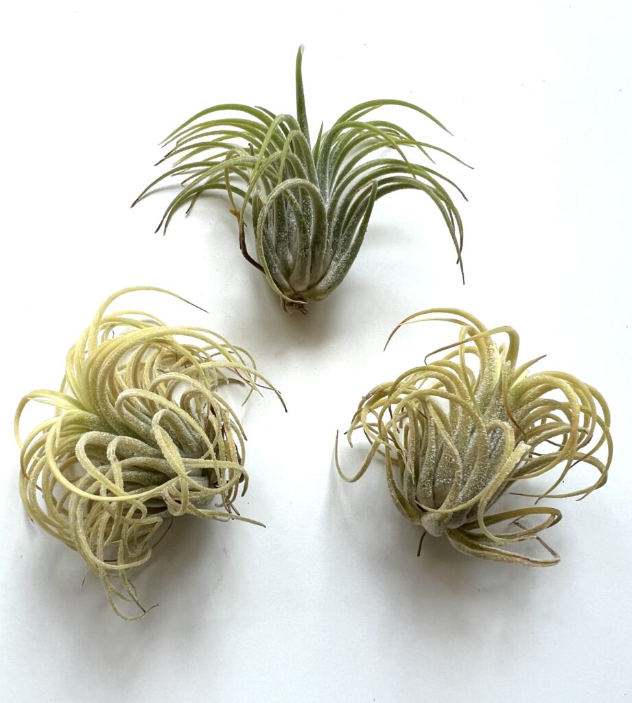 Купить «Ionantha Druid S» в интернет-магазине Smallairplants