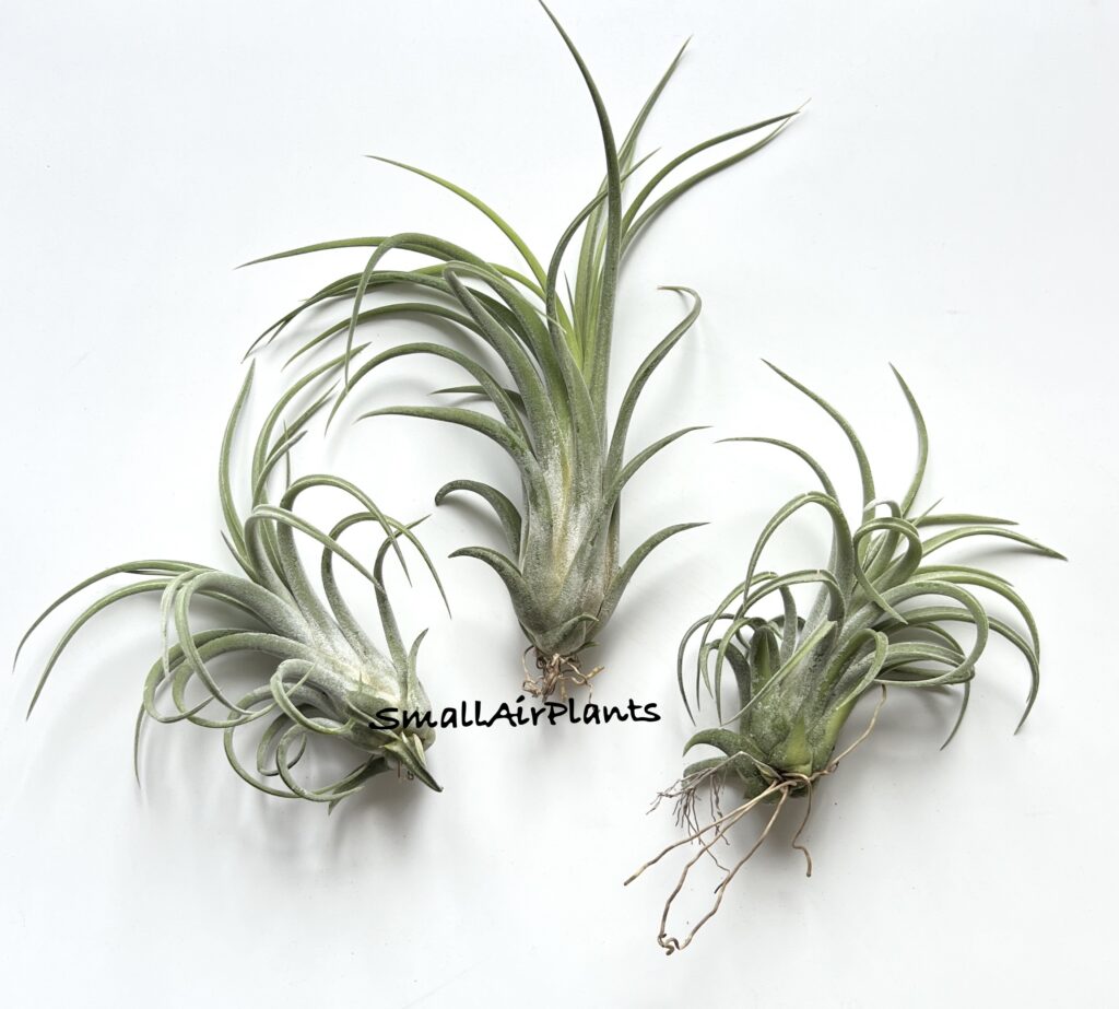 Купить «Ionantha x Caput Medusae» в интернет-магазине Smallairplants