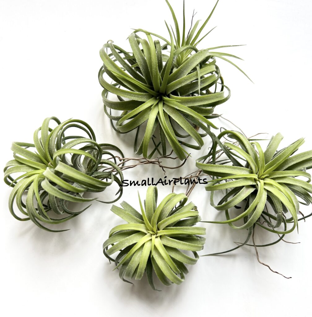 Купить «Ionantha Curly  Thai L» в интернет-магазине Smallairplants