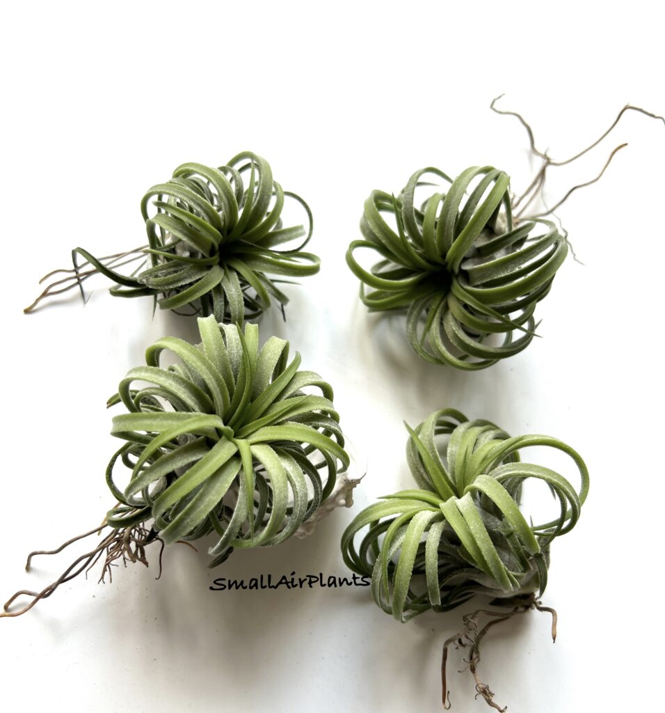 Купить «Ionantha Curly  Thai» в интернет-магазине Smallairplants