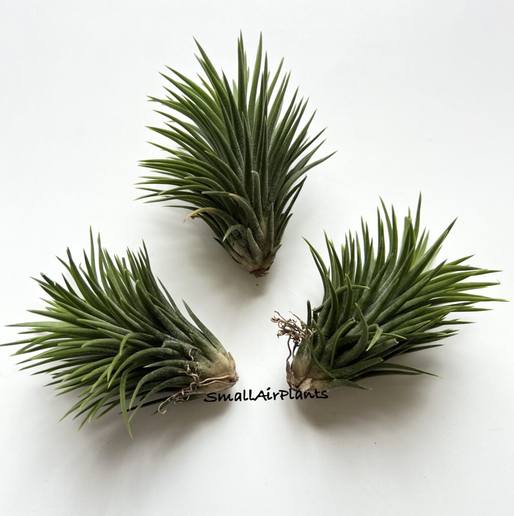 Купить «Ionantha selected form L» в интернет-магазине Smallairplants