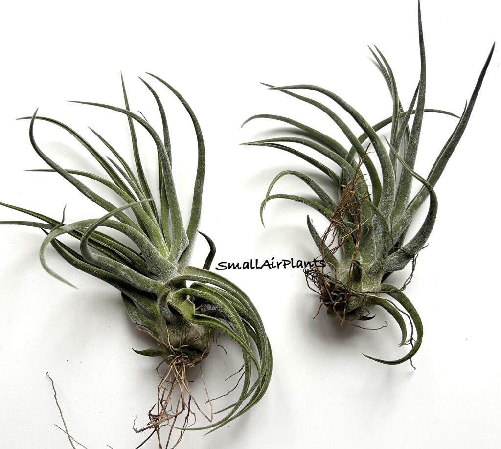 Купить «Sitting Pretty (streptophylla x paucifolioides)» в интернет-магазине Smallairplants