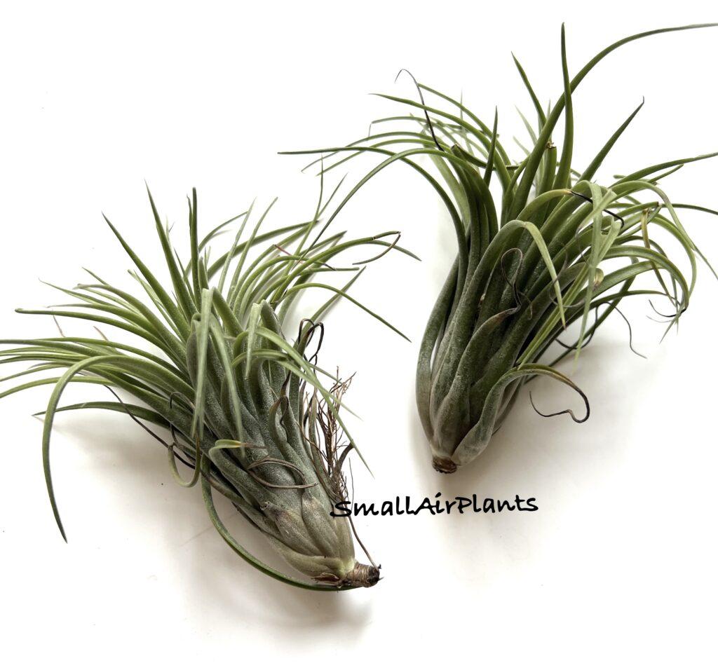 Купить «Victoria Red Splender L (Ionantha & Brachycaulos)» в интернет-магазине Smallairplants