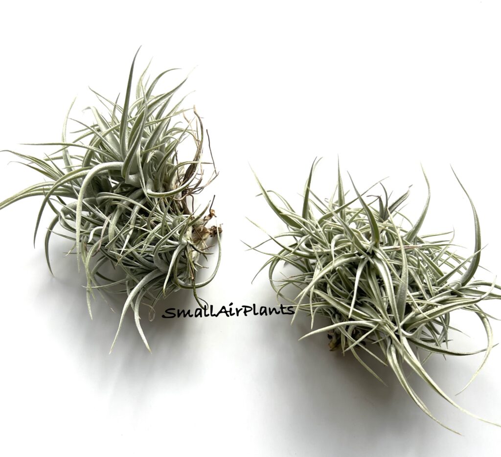 Купить «Albida pulk» в интернет-магазине Smallairplants