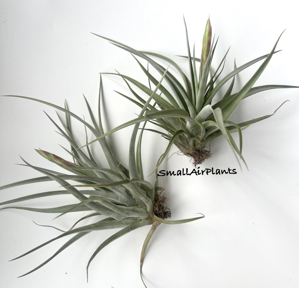 Купить «Majestic L (Chiapensis x Concolor)» в интернет-магазине Smallairplants