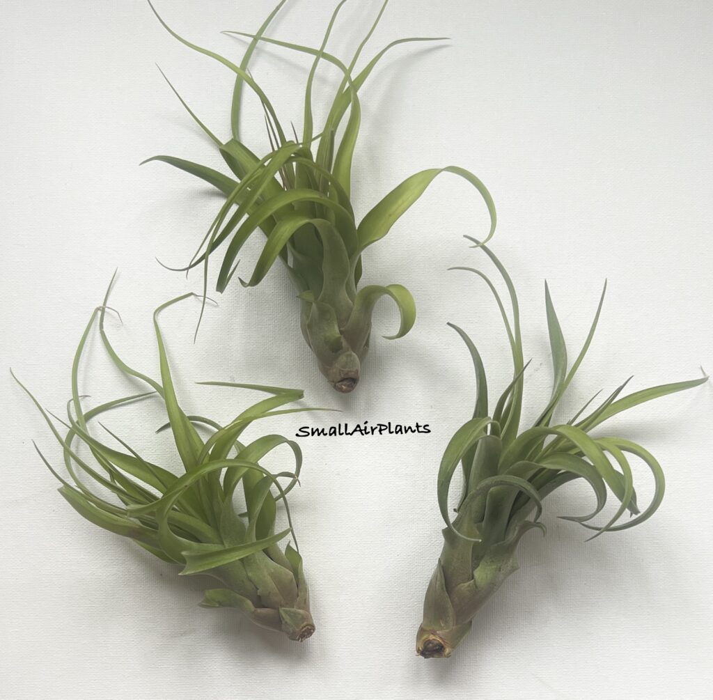Купить «Eric Knobloch M (Brachycaulos x Streptophylla)» в интернет-магазине Smallairplants