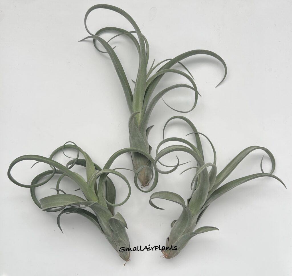 Купить «Curly Slim Thai  (Intermedia x Streptophylla)» в интернет-магазине Smallairplants