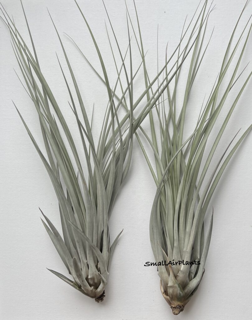 Купить «Fasciculata var. clavispica» в интернет-магазине Smallairplants