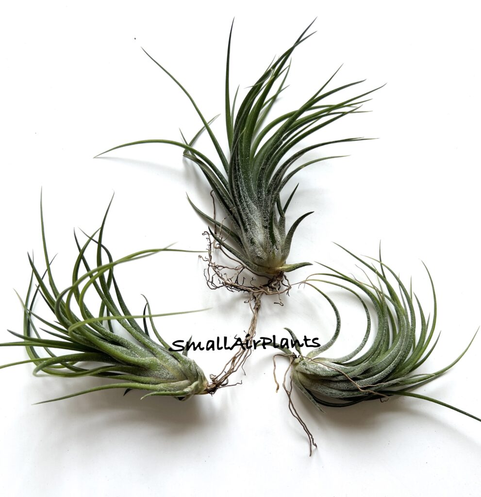 Купить «Ionantha x Pruinosa L» в интернет-магазине Smallairplants