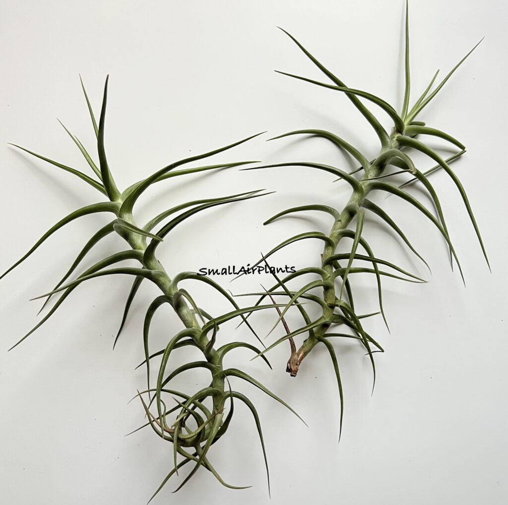 Купить «Mereliana M» в интернет-магазине Smallairplants