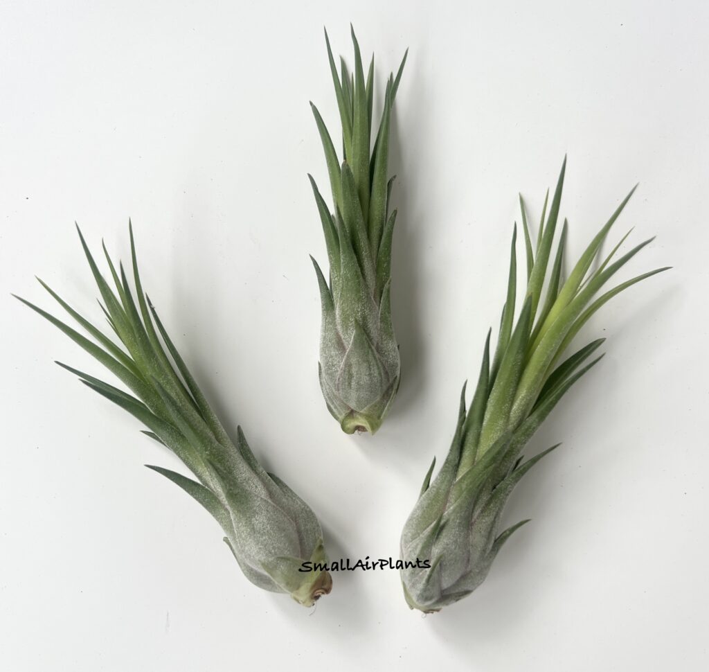 Купить «Oh my goodness S» в интернет-магазине Smallairplants