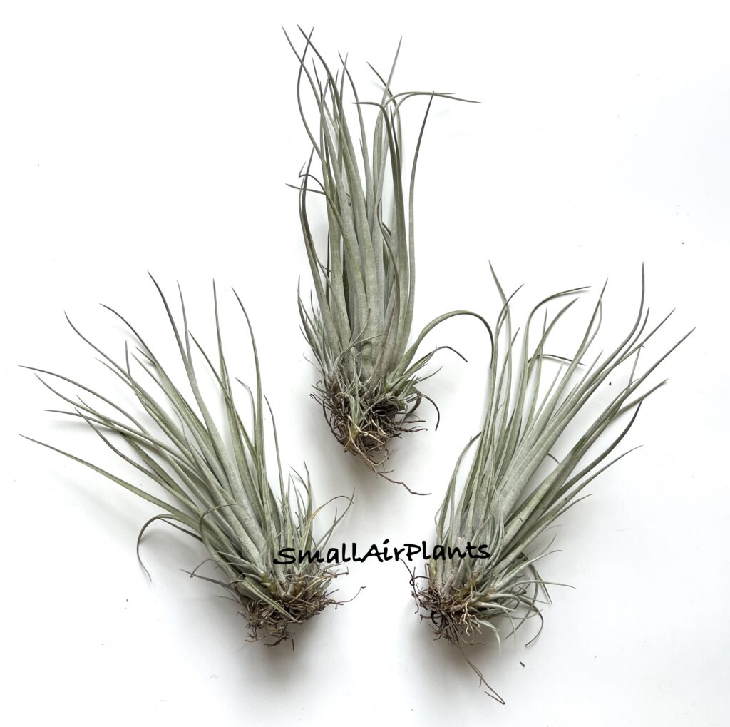 Купить «Pringlei» в интернет-магазине Smallairplants