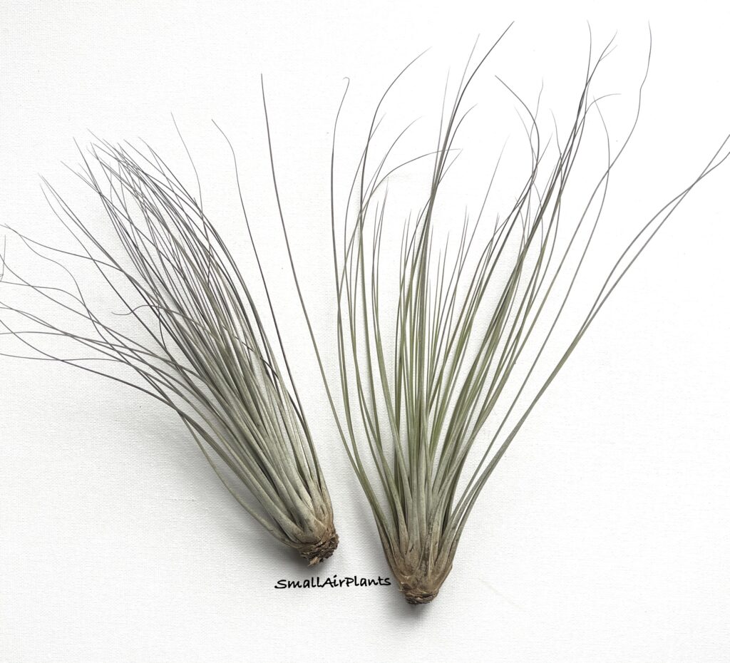 Купить «Juncea L» в интернет-магазине Smallairplants