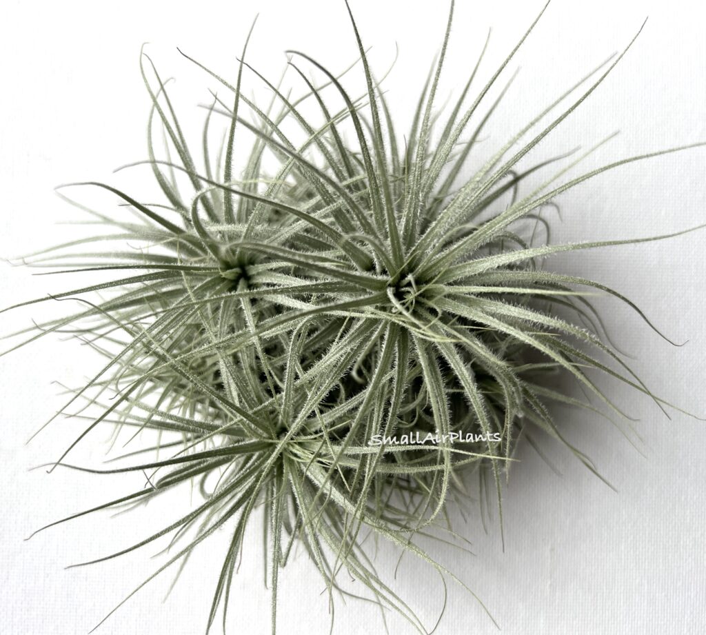 Купить «Tectorum pulk L» в интернет-магазине Smallairplants