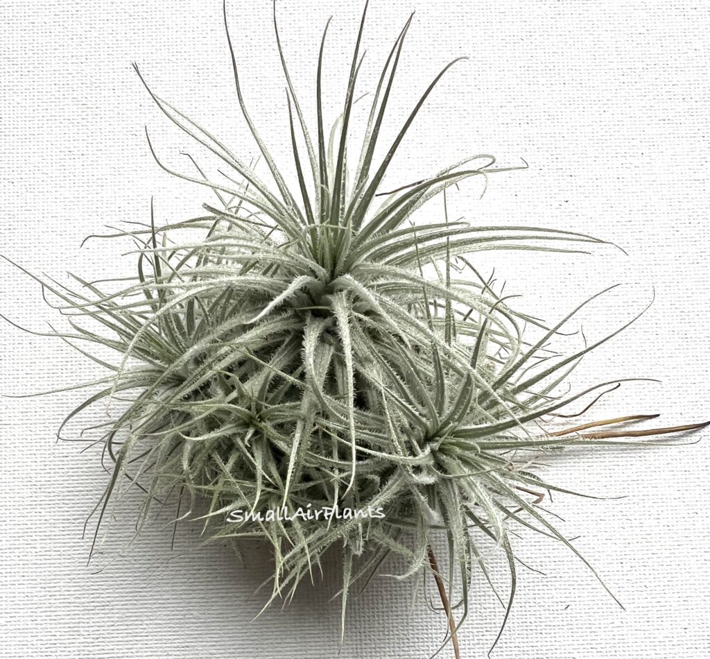 Купить «Tectorum pulk M» в интернет-магазине Smallairplants
