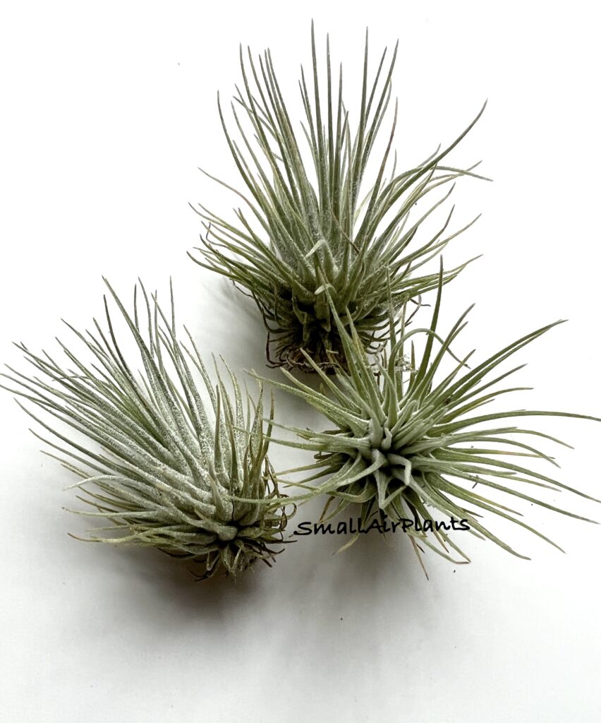 Купить «Fuchsii v. Fuchsii S» в интернет-магазине Smallairplants