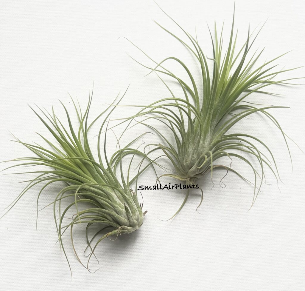 Купить «Oh my goodness L» в интернет-магазине Smallairplants