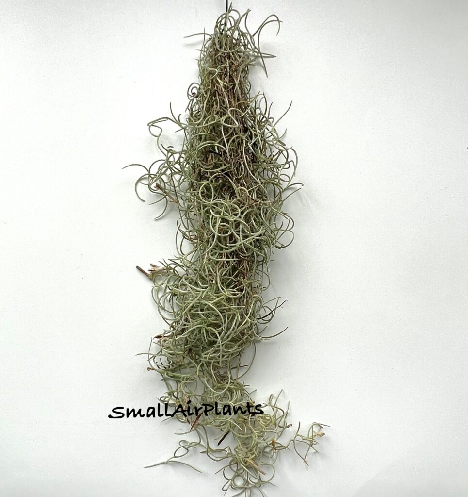 Купить «Usneoides Curly» в интернет-магазине Smallairplants