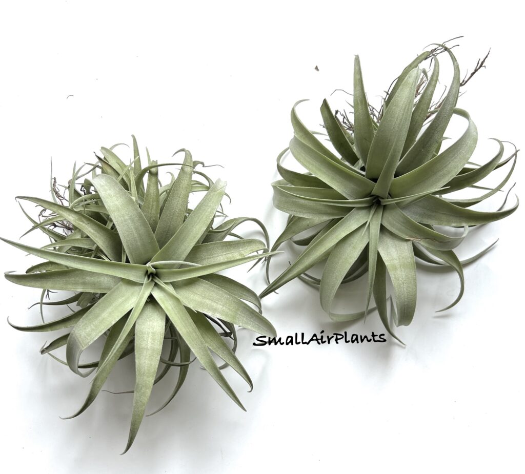 Купить «Capitata Silver Rose M» в интернет-магазине Smallairplants