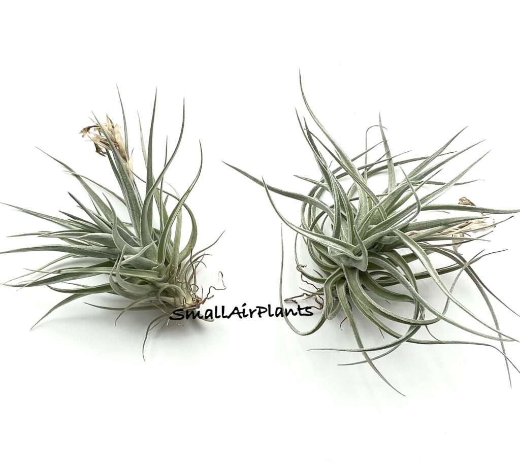 Купить «Aeranthos Alba» в интернет-магазине Smallairplants