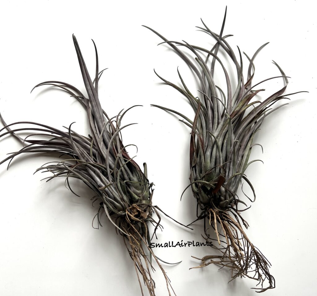 Купить «Capitata Domingensis L» в интернет-магазине Smallairplants