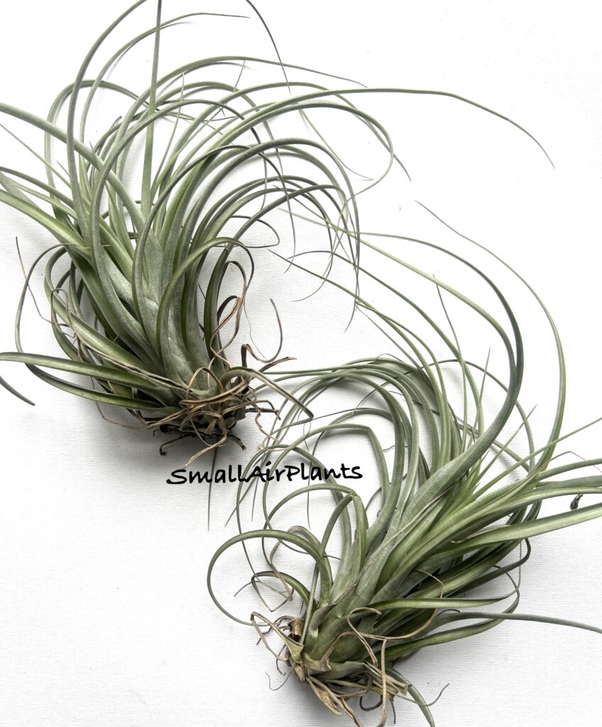 Купить «Exserta x Brachycaulos ????» в интернет-магазине Smallairplants