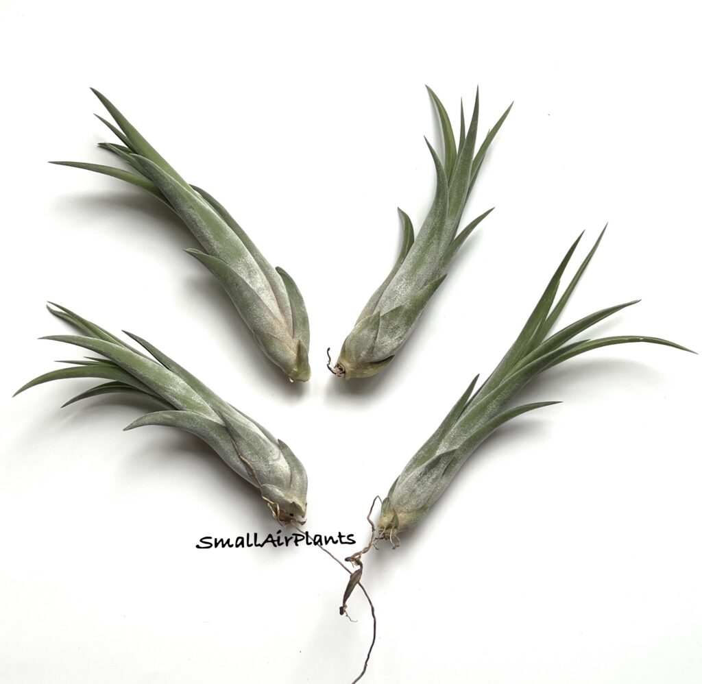 Купить «Paucifolia Thai M» в интернет-магазине Smallairplants