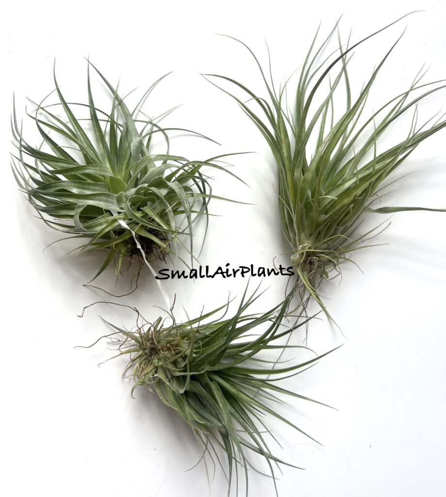 Купить «Geminiflora» в интернет-магазине Smallairplants