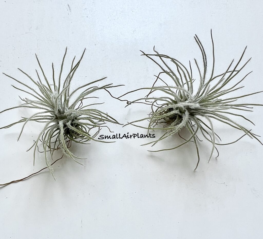 Купить «Plumosa» в интернет-магазине Smallairplants