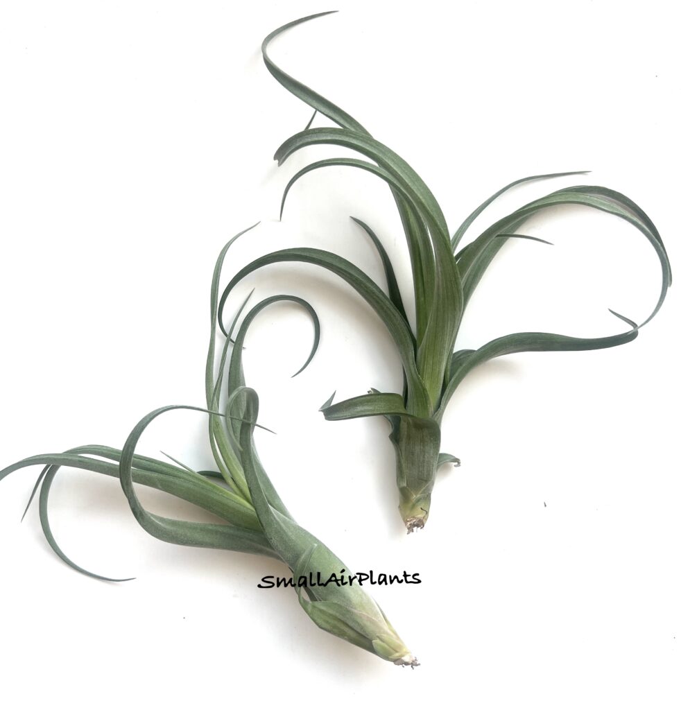Купить «Curly Slim M» в интернет-магазине Smallairplants