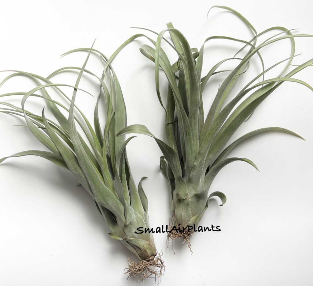 Купить «Capitata Red x Streptophylla L» в интернет-магазине Smallairplants