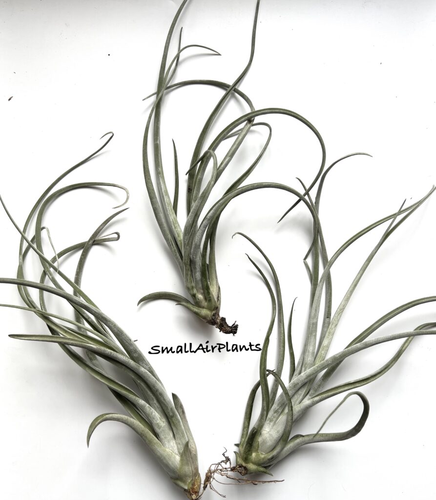 Купить «Caput medusae x Fasciculata (Gladiator)» в интернет-магазине Smallairplants