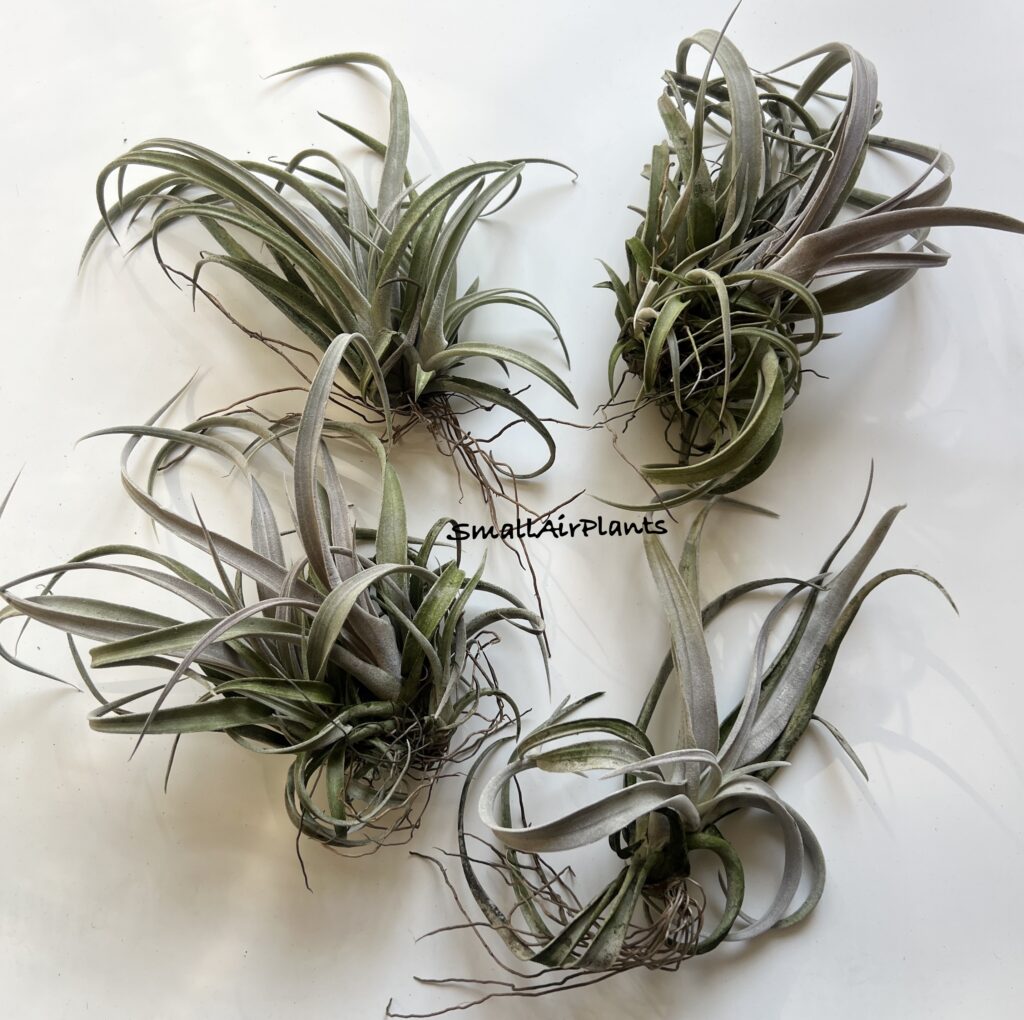 Купить «Chiapensis» в интернет-магазине Smallairplants