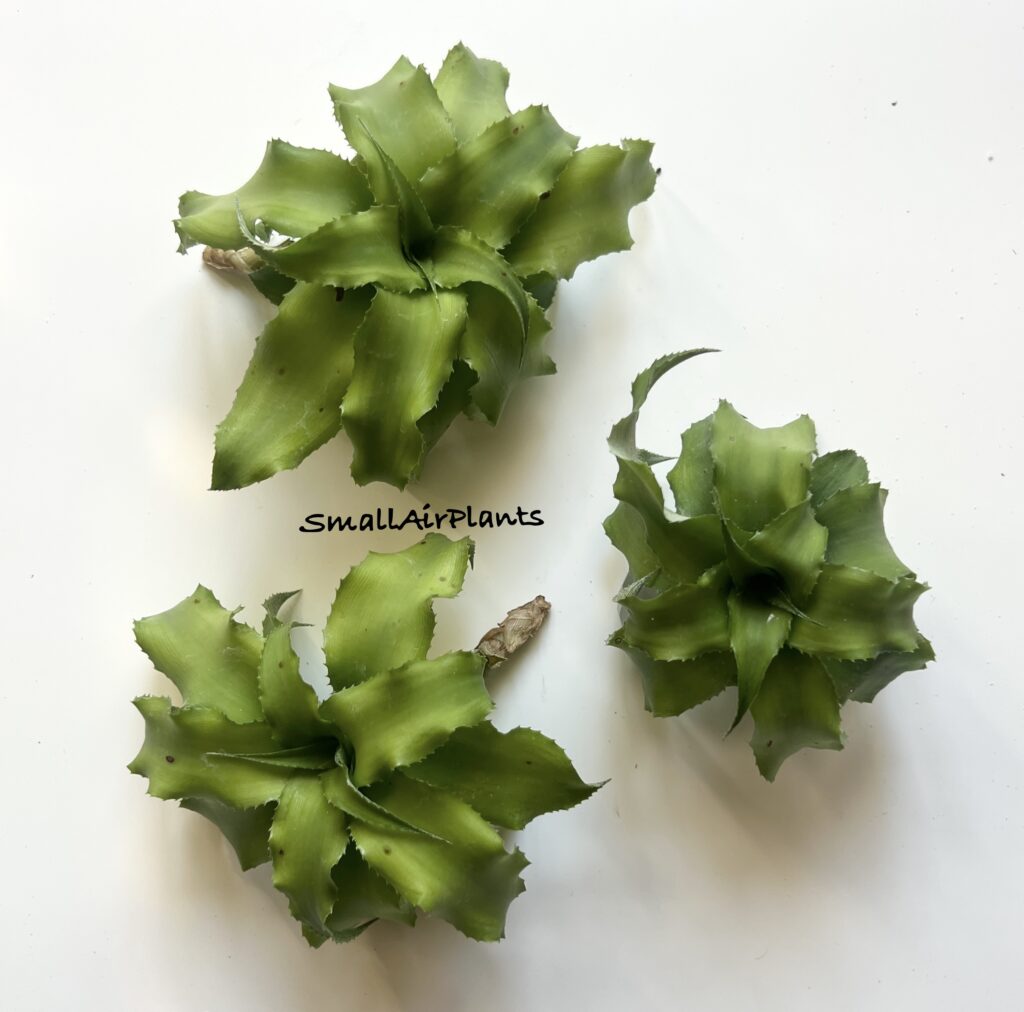 Купить «Cryptanthus Acaulis S» в интернет-магазине Smallairplants